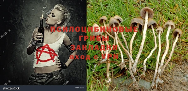 стафф Россошь